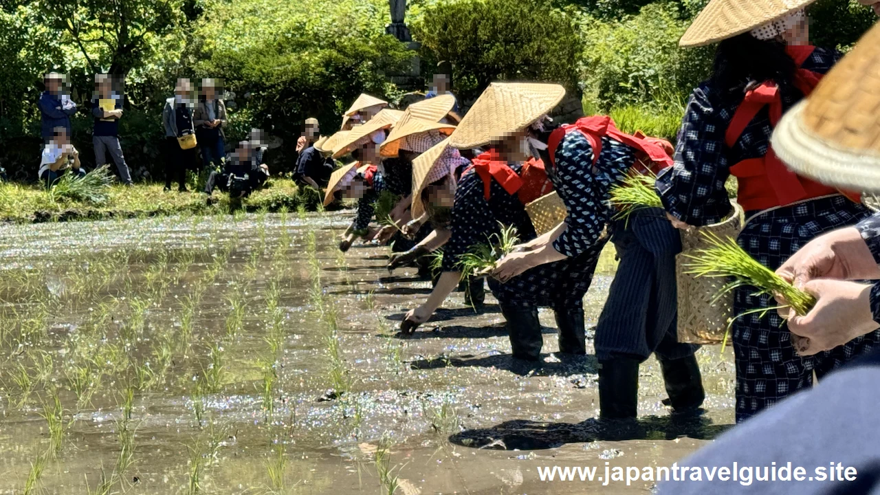 白川郷田植え祭りの見どころガイド(24)