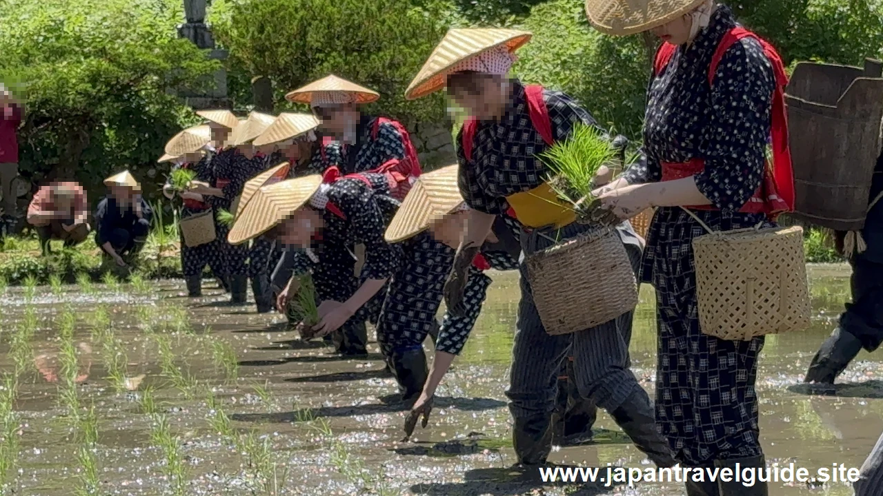 白川郷田植え祭りの見どころガイド(26)