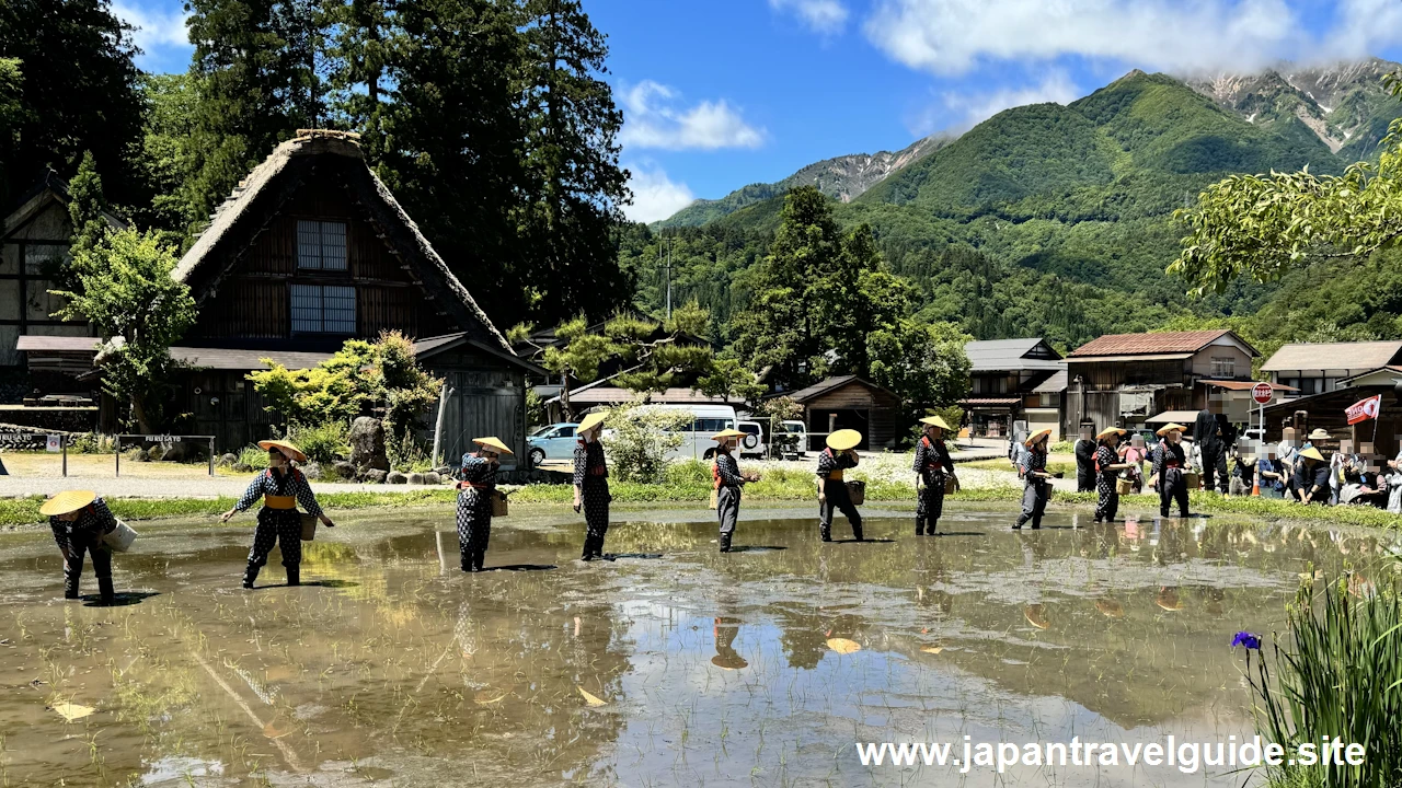 白川郷田植え祭りの見どころガイド(30)