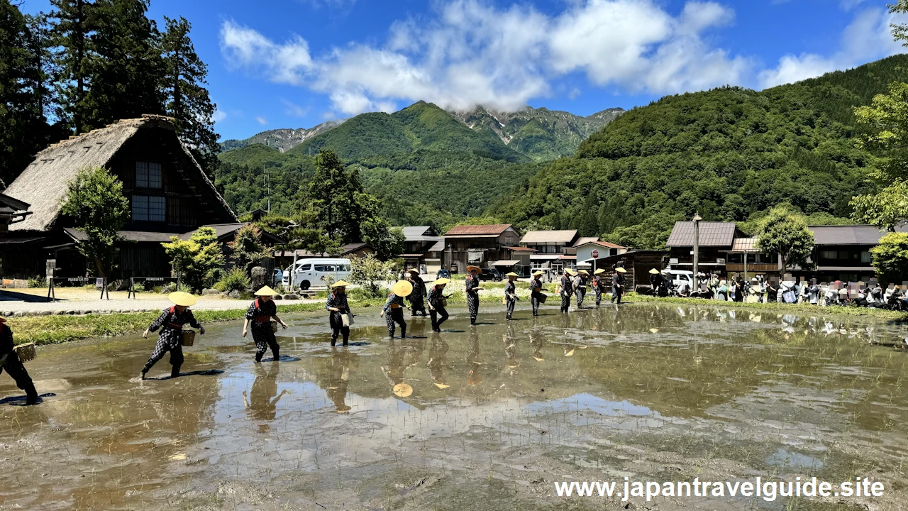 白川郷田植え祭りの見どころガイド(31)