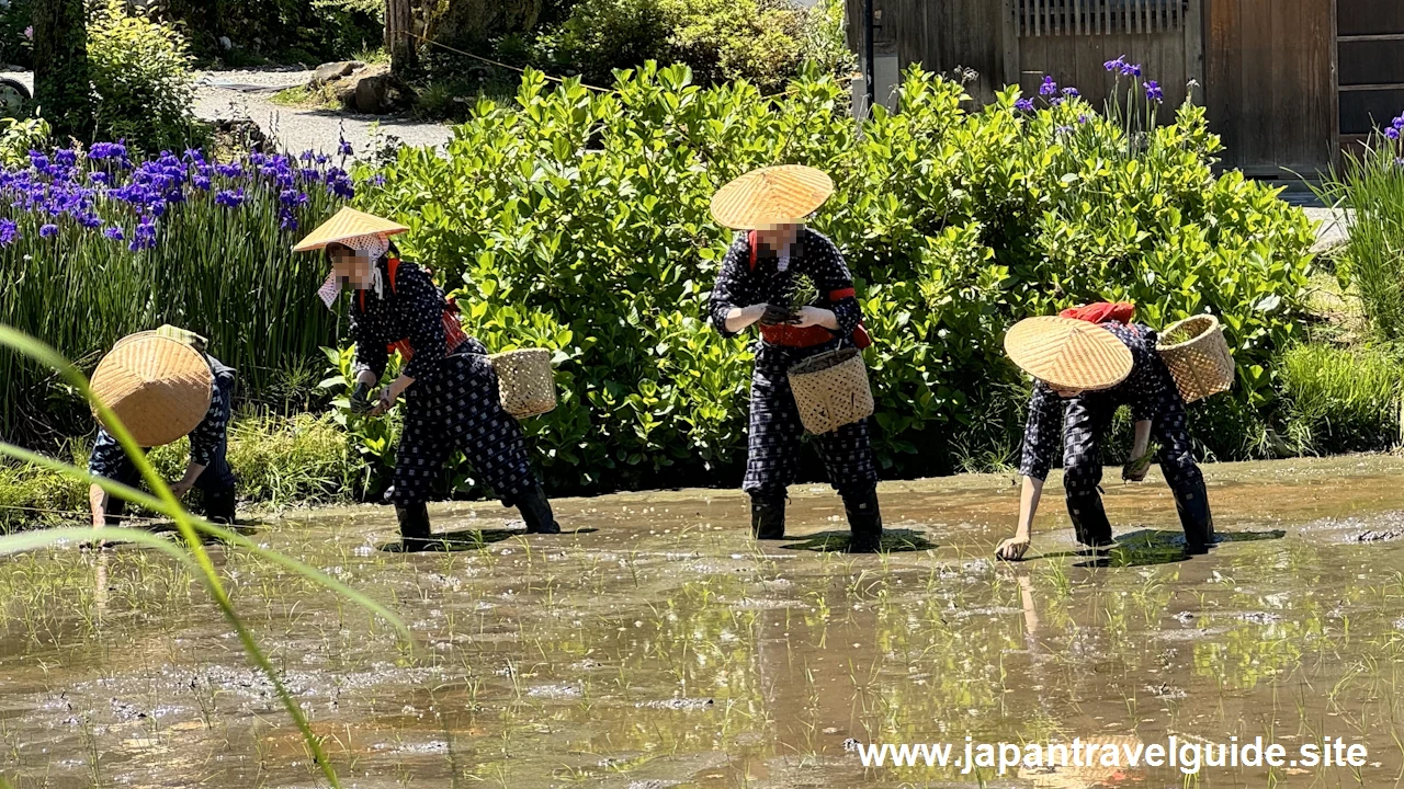 白川郷田植え祭りの見どころガイド(33)