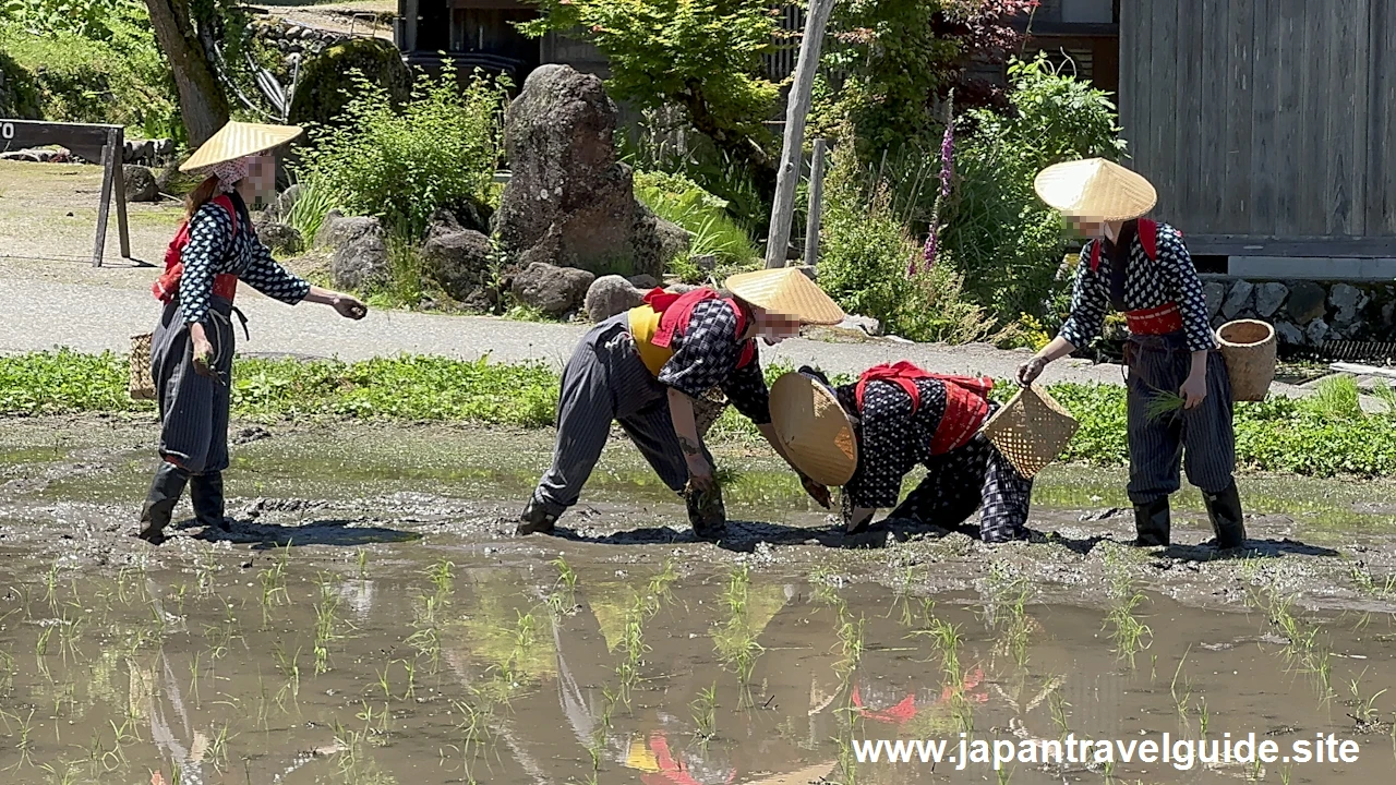 白川郷田植え祭りの見どころガイド(34)