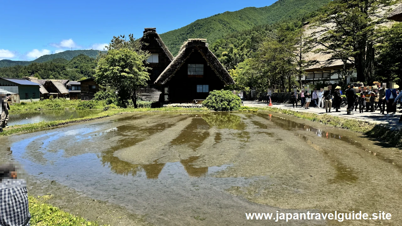 白川郷田植え祭りの見どころガイド(35)