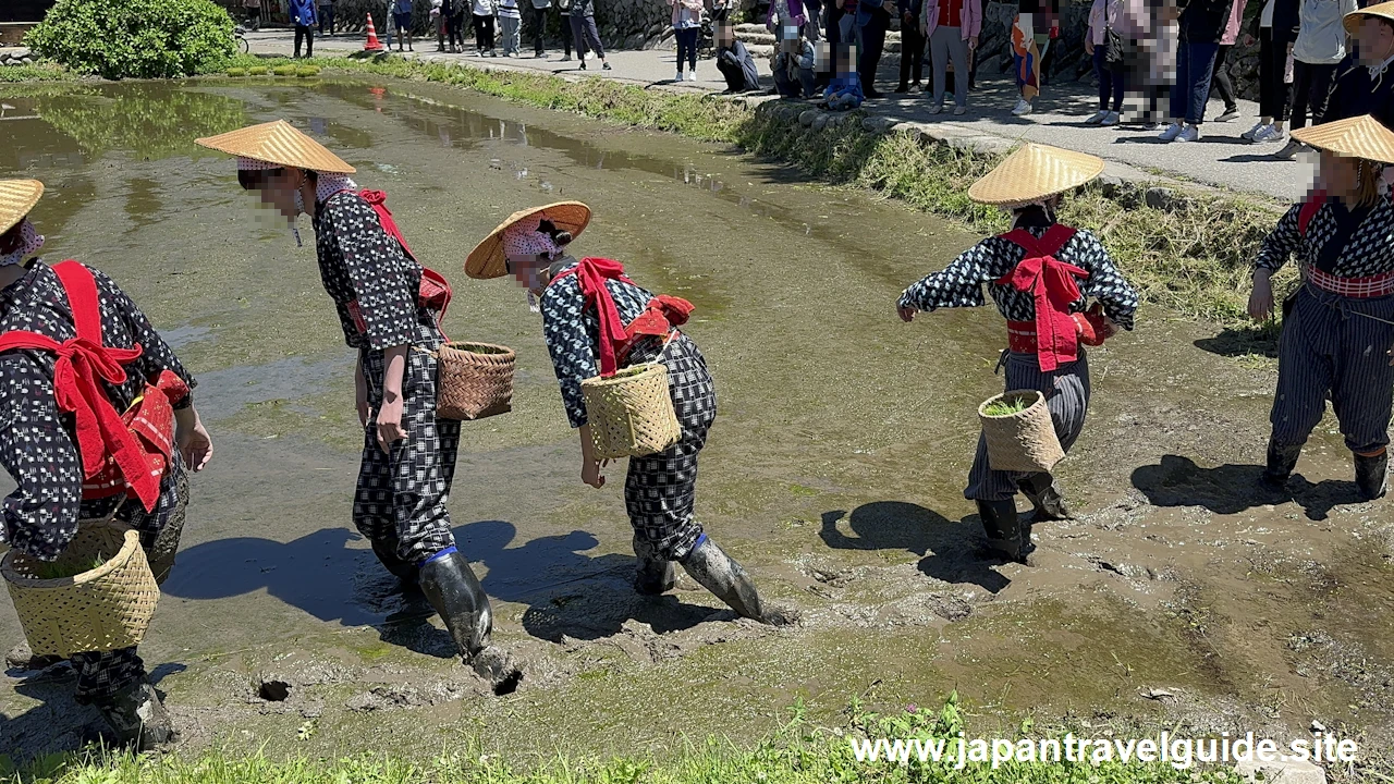 白川郷田植え祭りの見どころガイド(39)