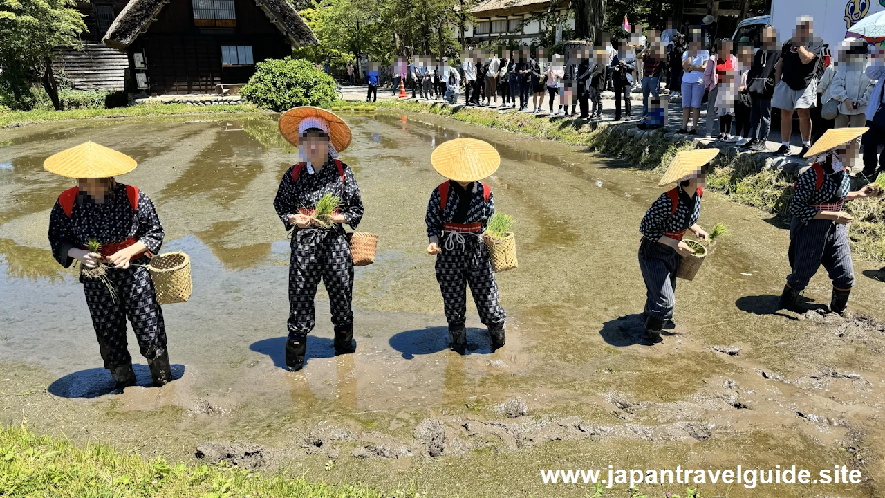 白川郷田植え祭りの見どころガイド(40)