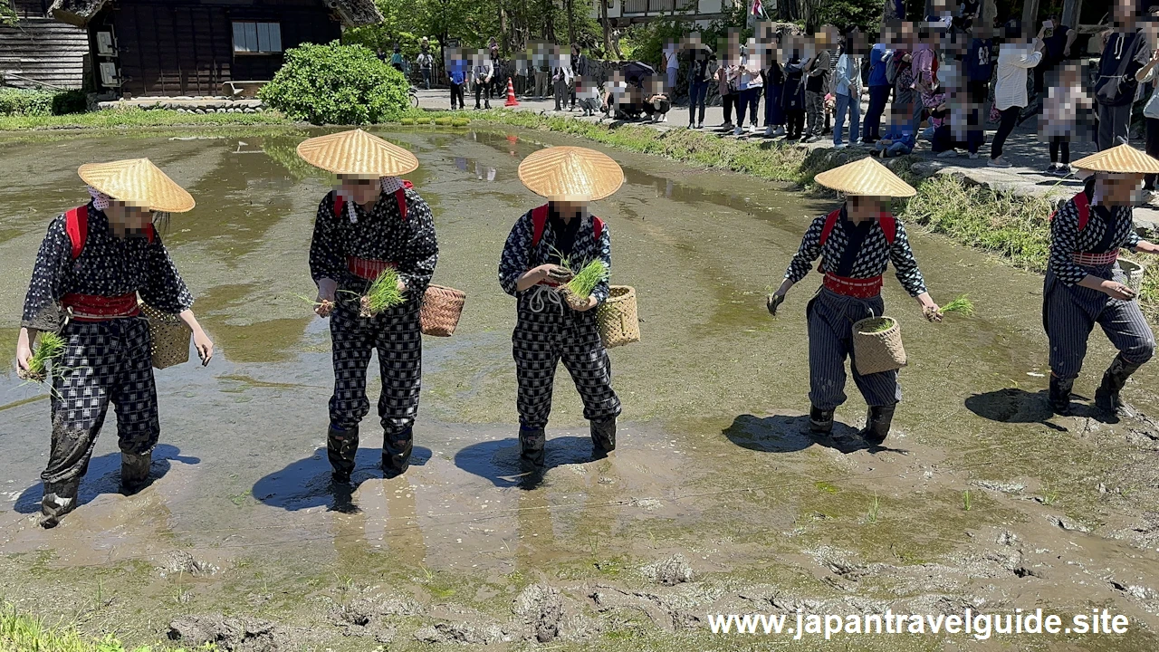 白川郷田植え祭りの見どころガイド(41)