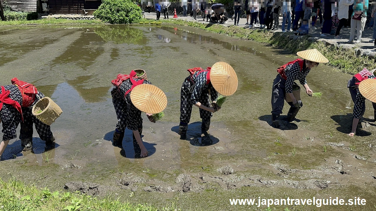 白川郷田植え祭りの見どころガイド(42)