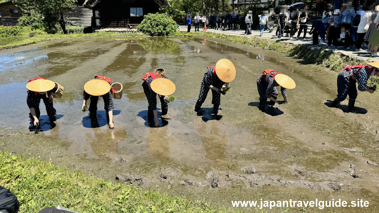 白川郷田植え祭りの見どころガイド(43)