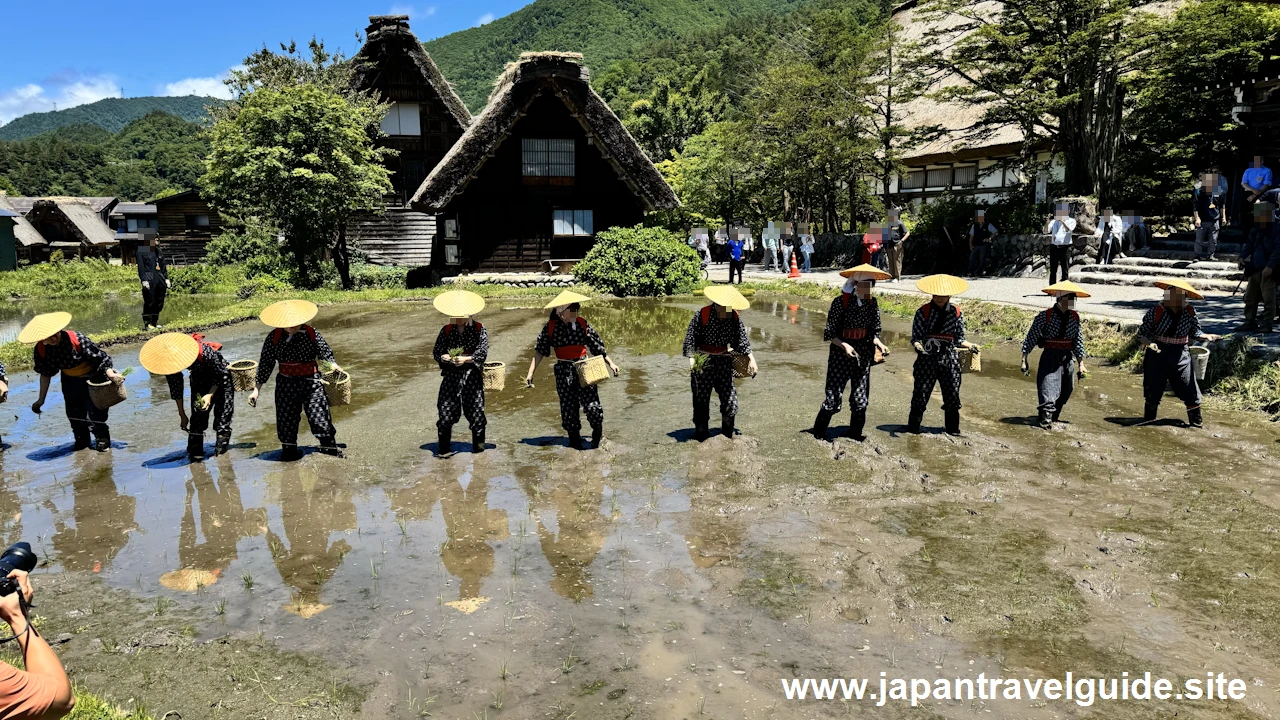 白川郷田植え祭りの見どころガイド(44)