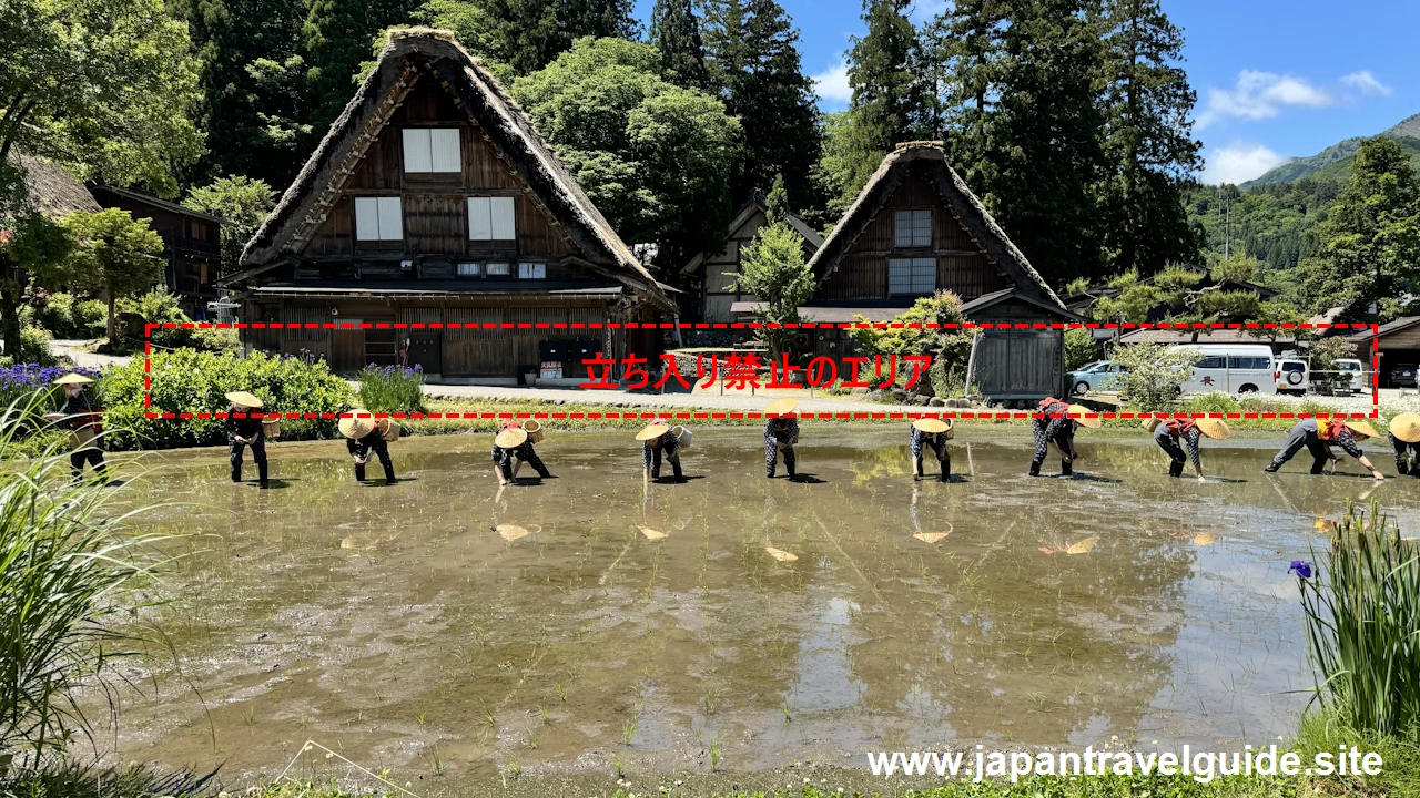 白川郷田植え祭りの見どころガイド(5)