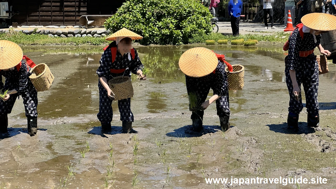 白川郷田植え祭りの見どころガイド(45)