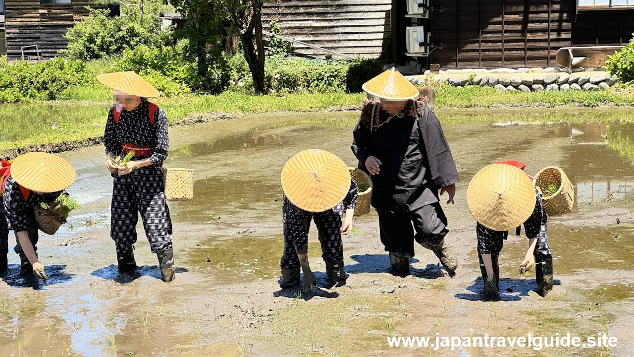 白川郷田植え祭りの見どころガイド(46)