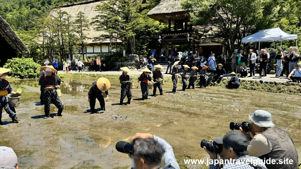 白川郷田植え祭りの見どころガイド(47)