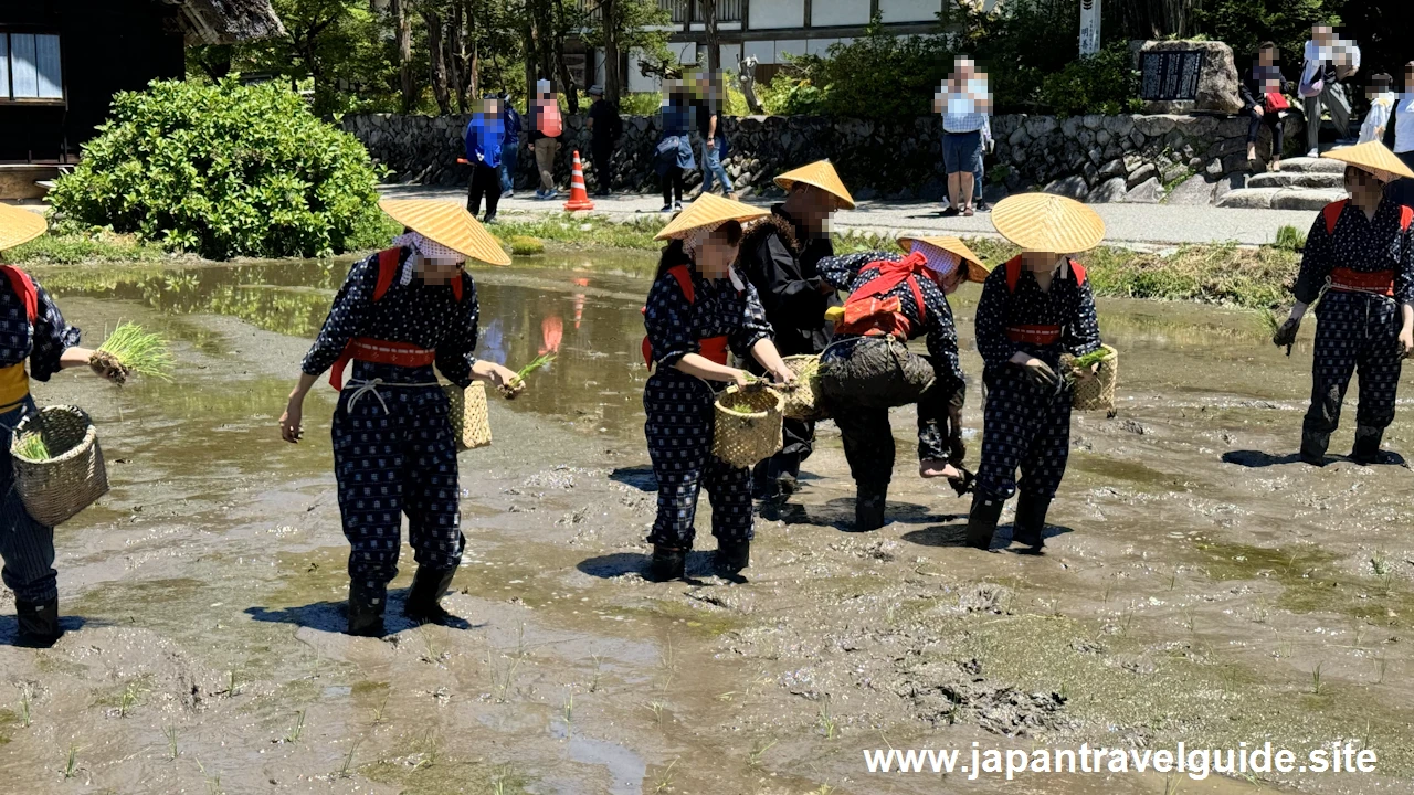 白川郷田植え祭りの見どころガイド(48)