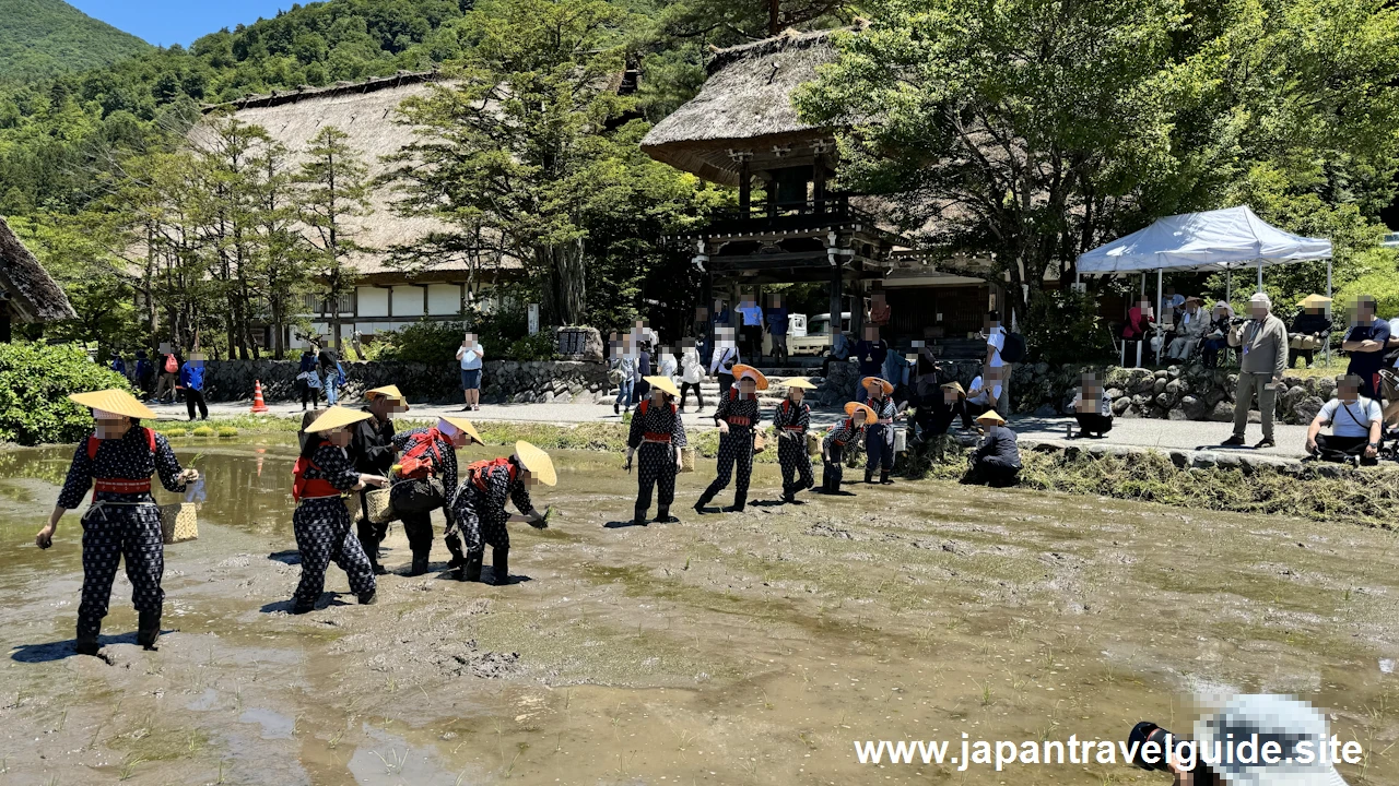 白川郷田植え祭りの見どころガイド(50)