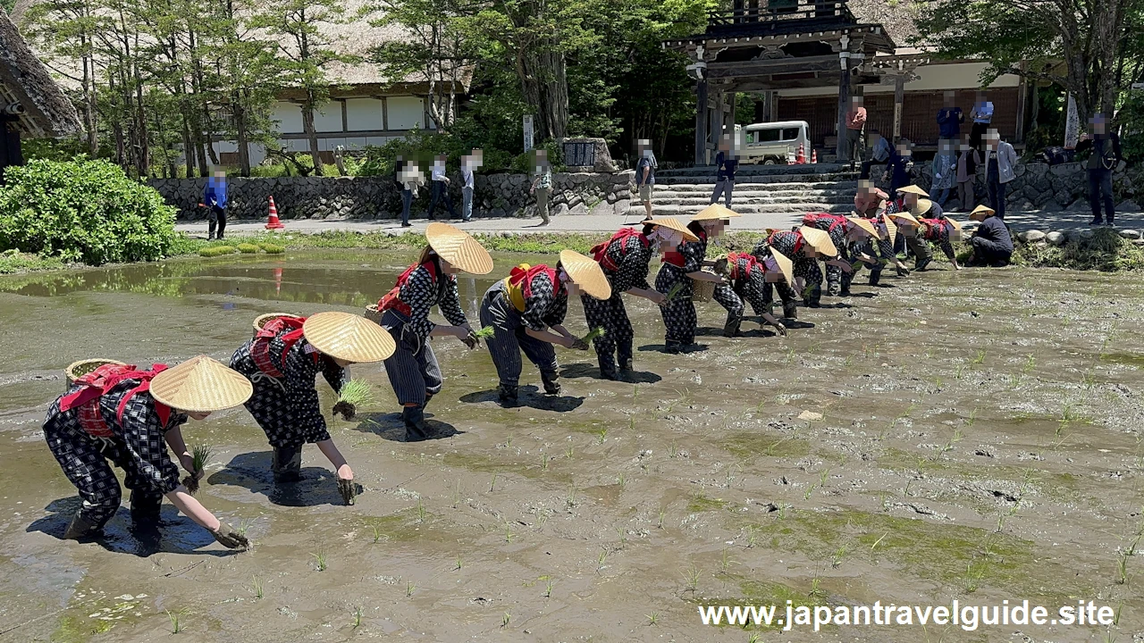 白川郷田植え祭りの見どころガイド(52)