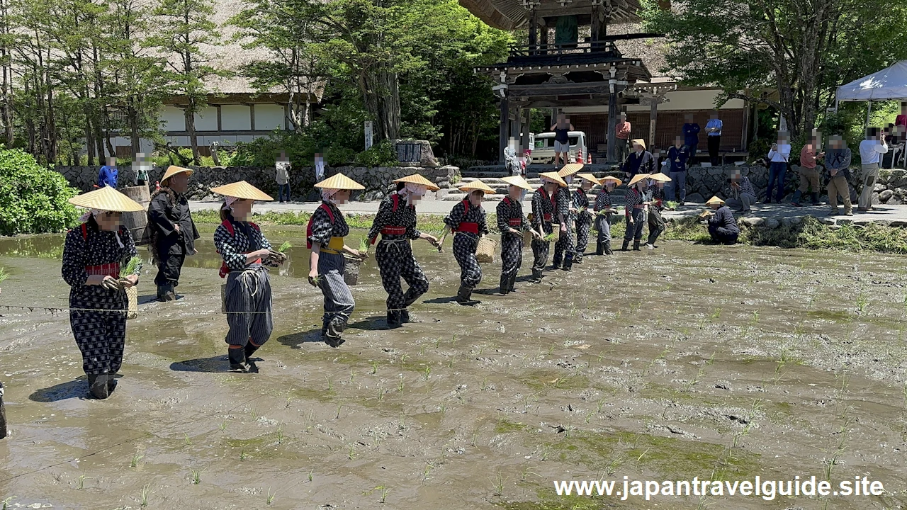 白川郷田植え祭りの見どころガイド(53)