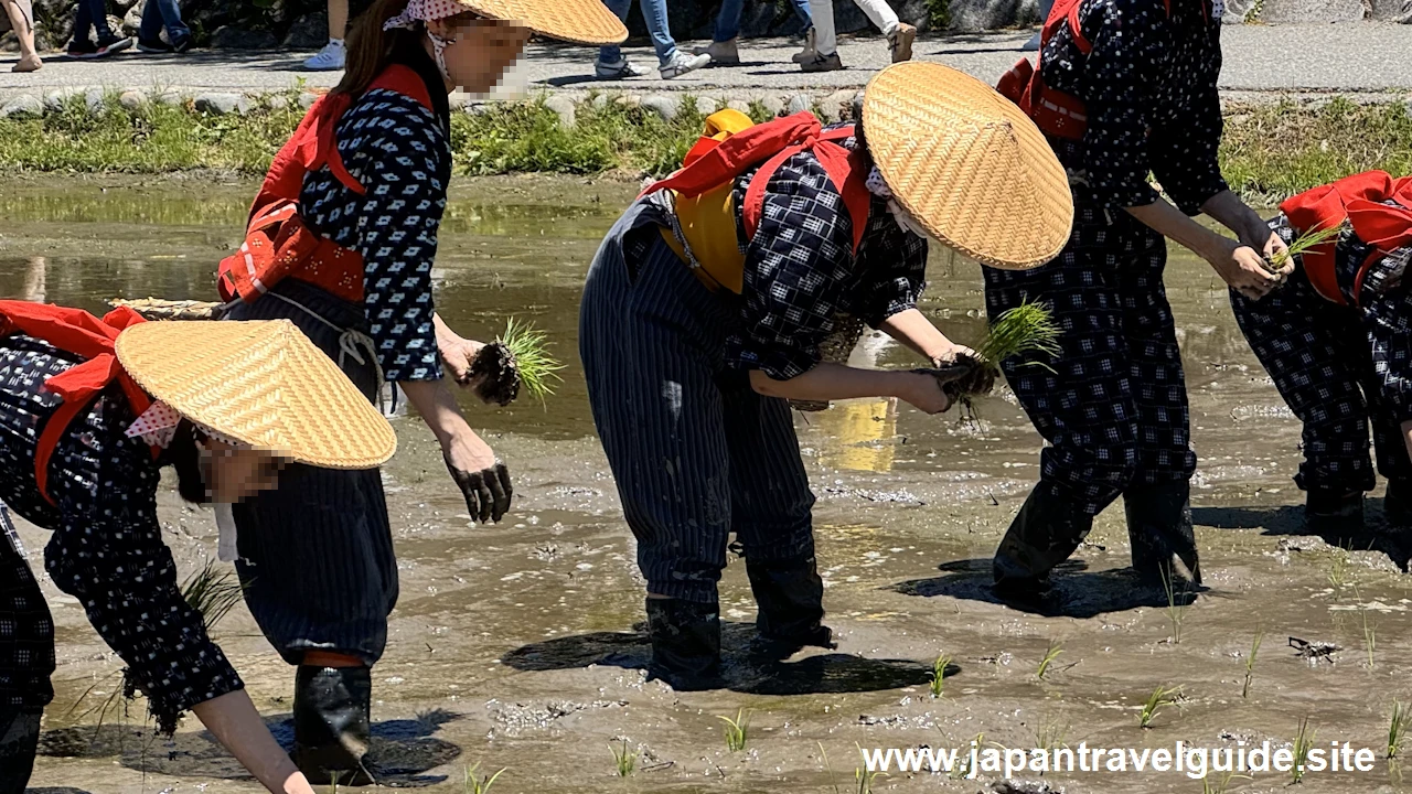 白川郷田植え祭りの見どころガイド(55)