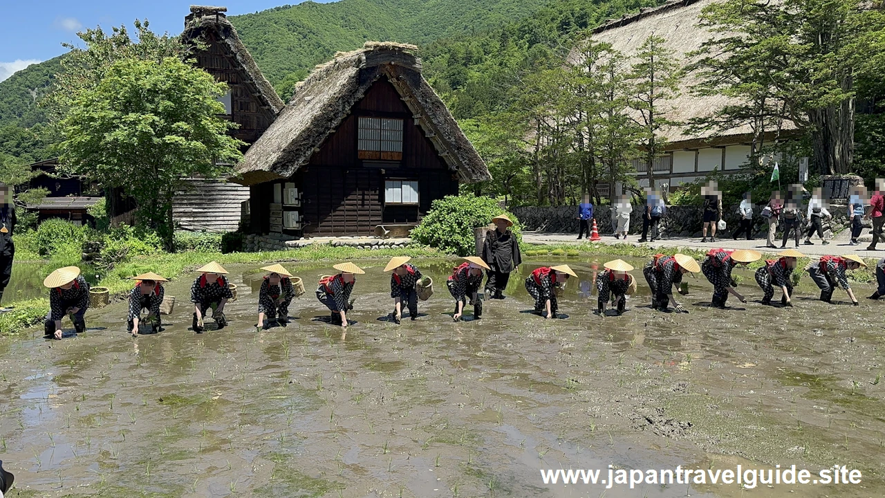 白川郷田植え祭りの見どころガイド(56)