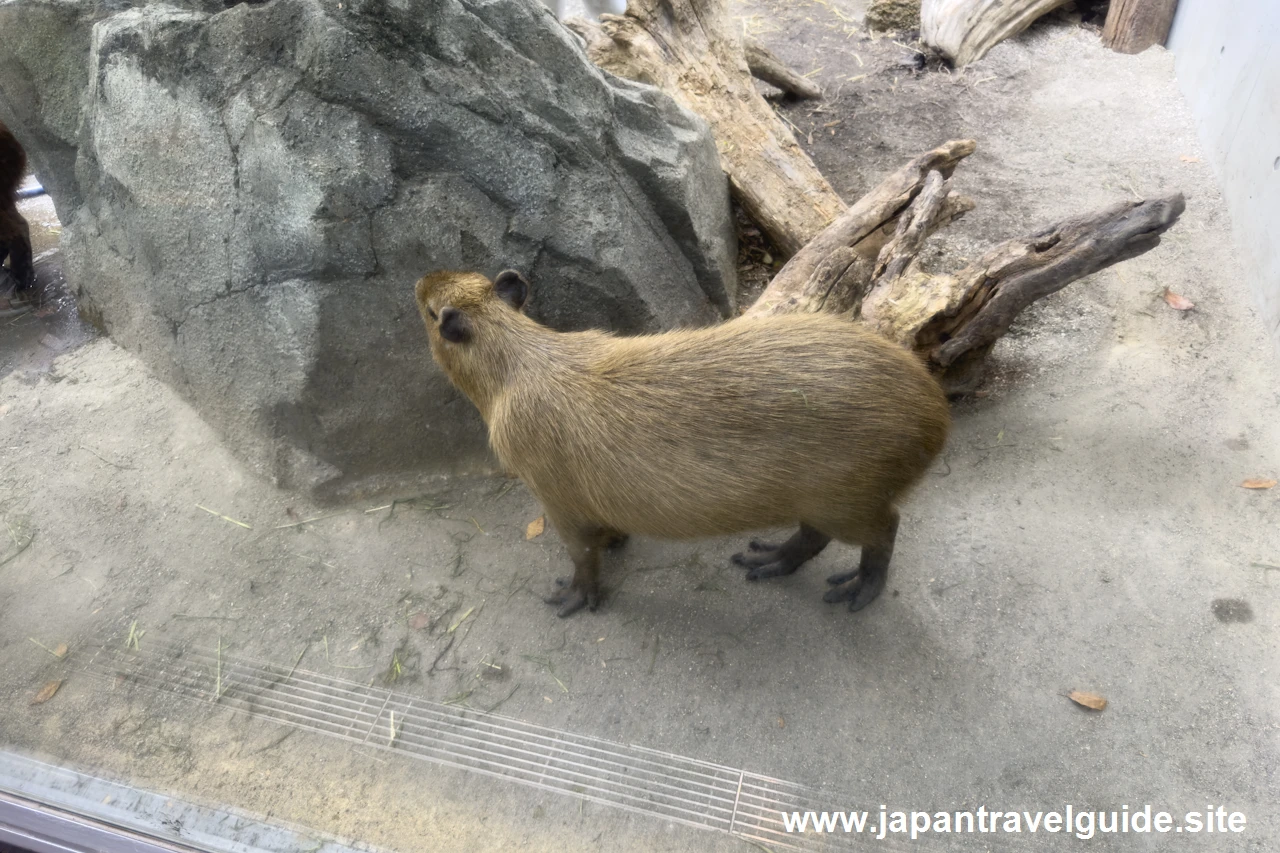 アルダブラゾウガメ＆カピバラ：アクア・トトぎふの見どころ(5)