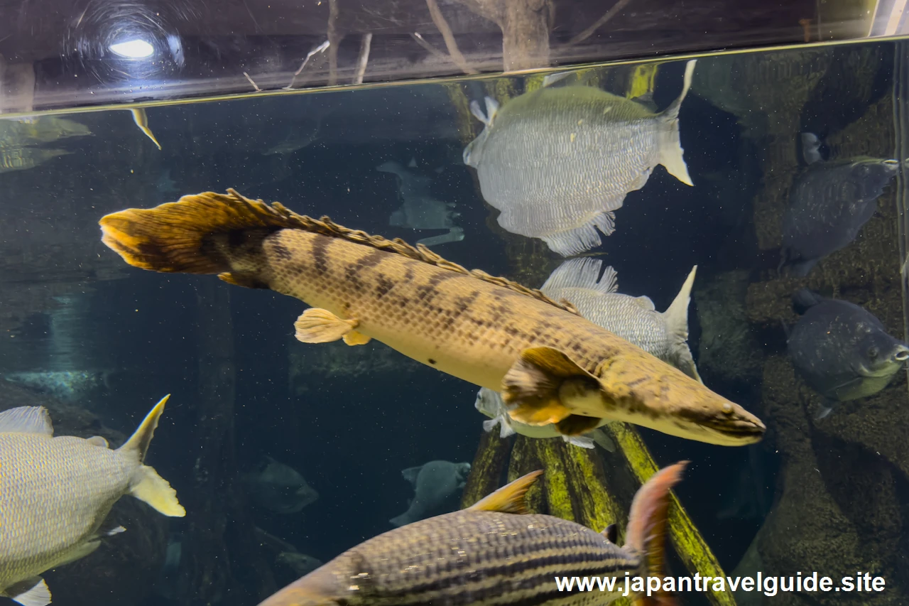 シルバーディスティコダスやゴライアスタイガーフィッシュ：世界の河川エリア：アクア・トトぎふの見どころ(2)