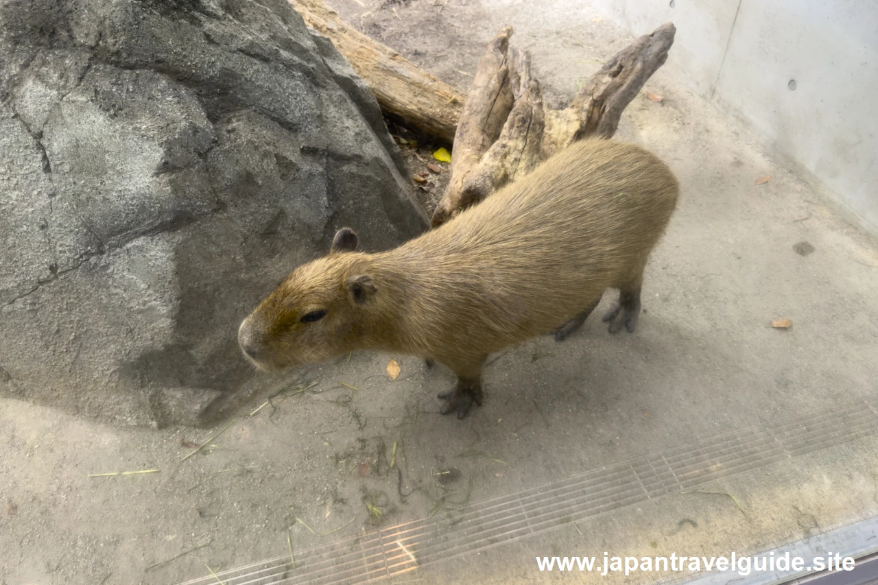 アルダブラゾウガメ＆カピバラ：アクア・トトぎふの見どころ(6)