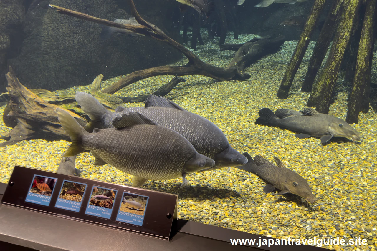 シルバーディスティコダスやゴライアスタイガーフィッシュ：世界の河川エリア：アクア・トトぎふの見どころ(4)