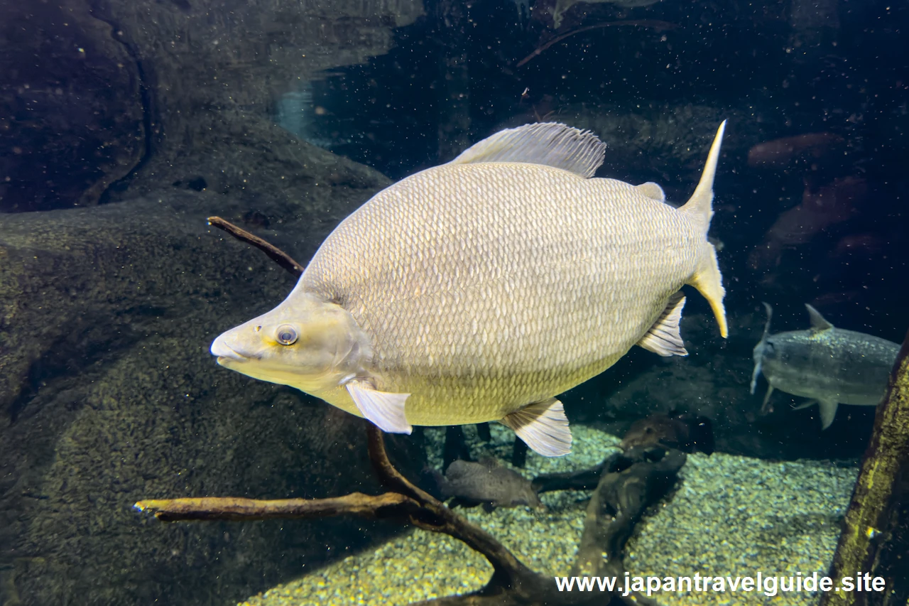 シルバーディスティコダスやゴライアスタイガーフィッシュ：世界の河川エリア：アクア・トトぎふの見どころ(5)