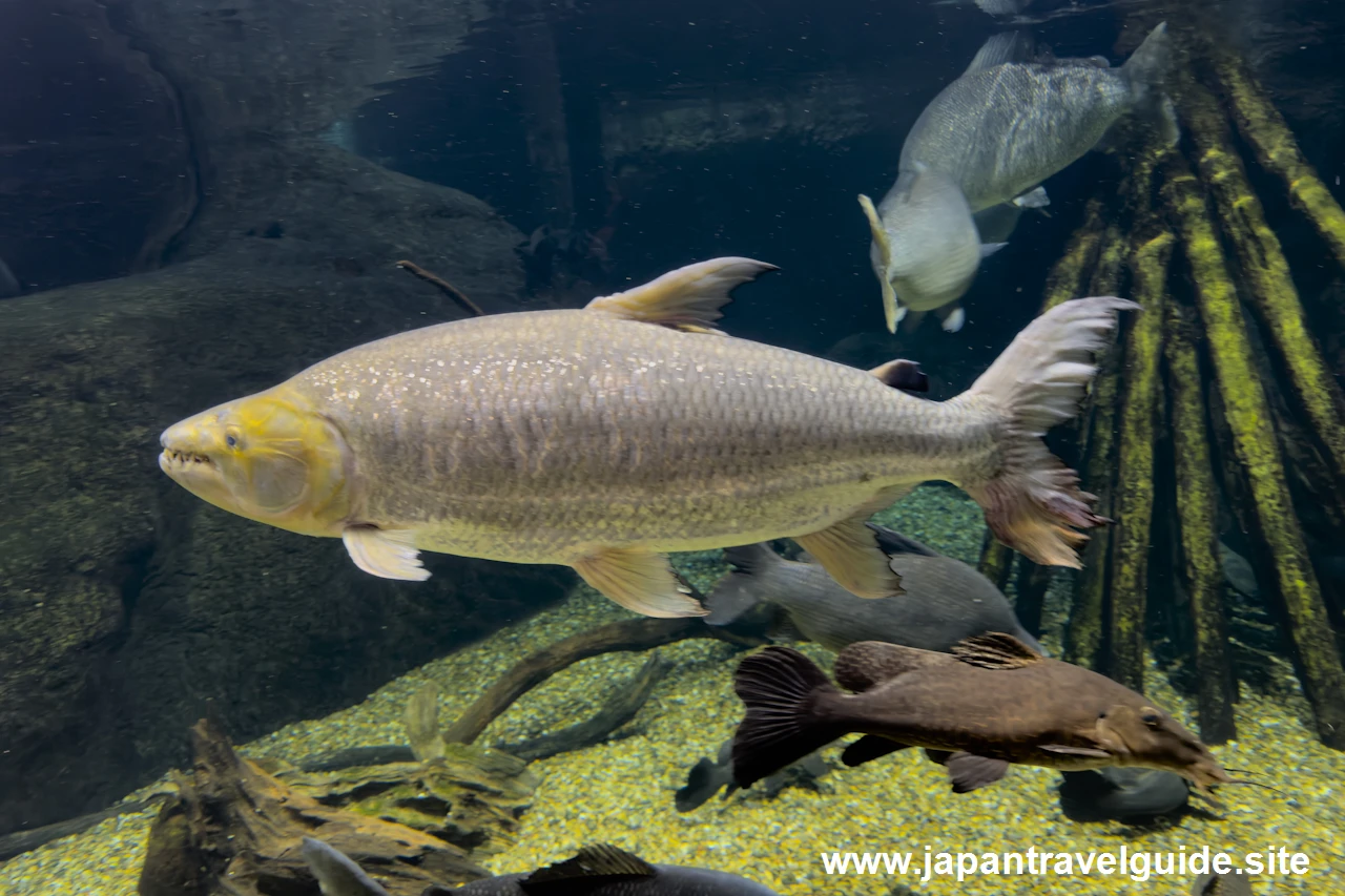 シルバーディスティコダスやゴライアスタイガーフィッシュ：世界の河川エリア：アクア・トトぎふの見どころ(7)