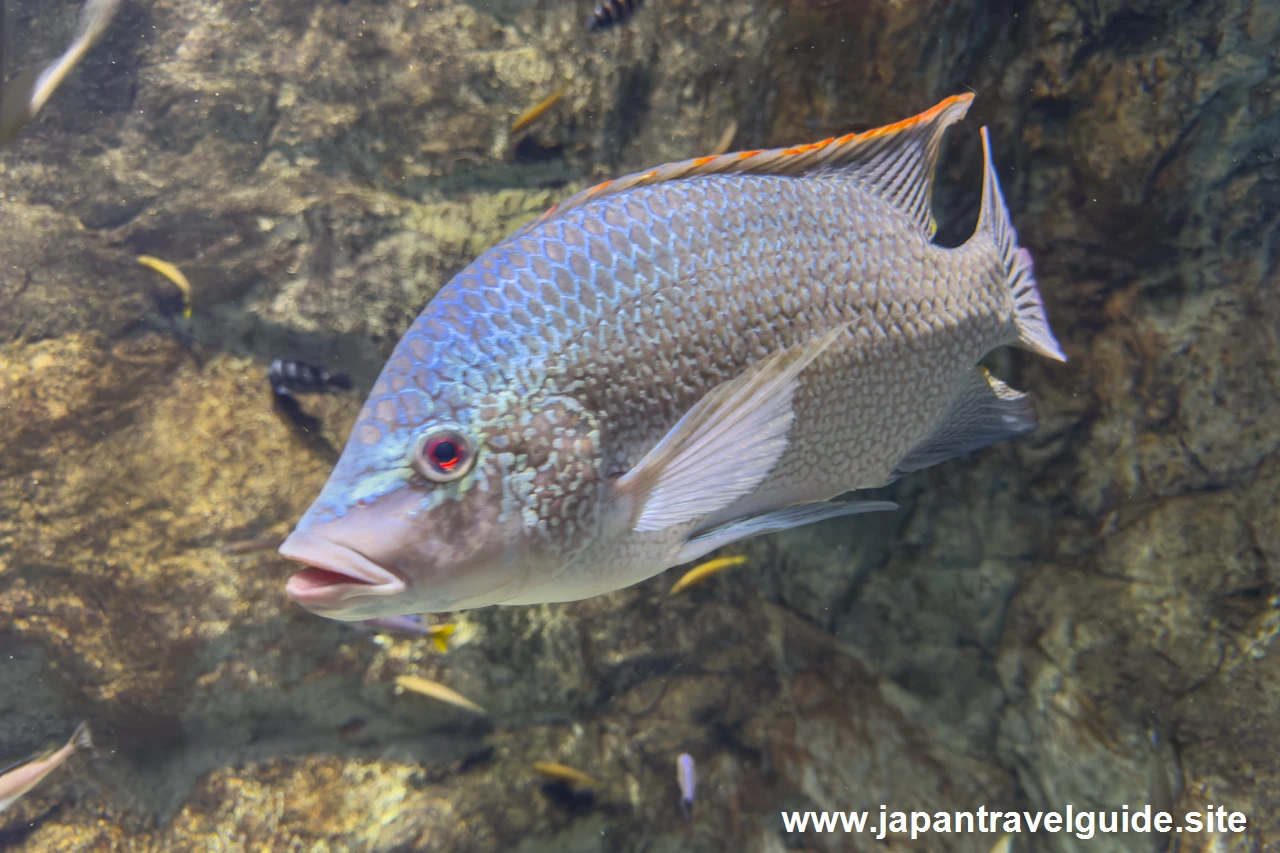 オレオクロミス・タンガニカエ：世界の河川エリア：アクア・トトぎふの見どころ(2)