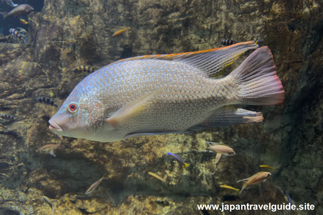 オレオクロミス・タンガニカエ：世界の河川エリア：アクア・トトぎふの見どころ(3)