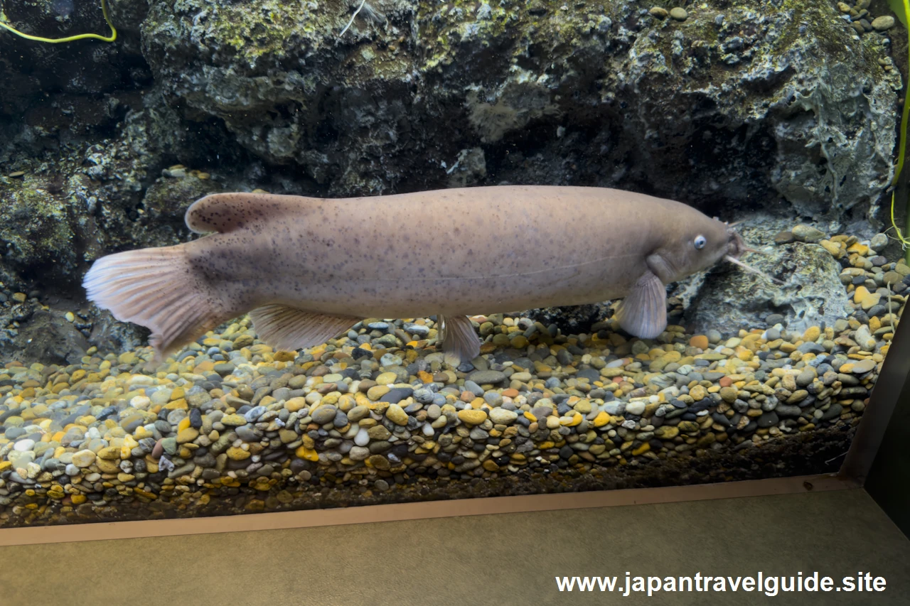 デンキナマズ：世界の河川エリア：アクア・トトぎふの見どころ(2)