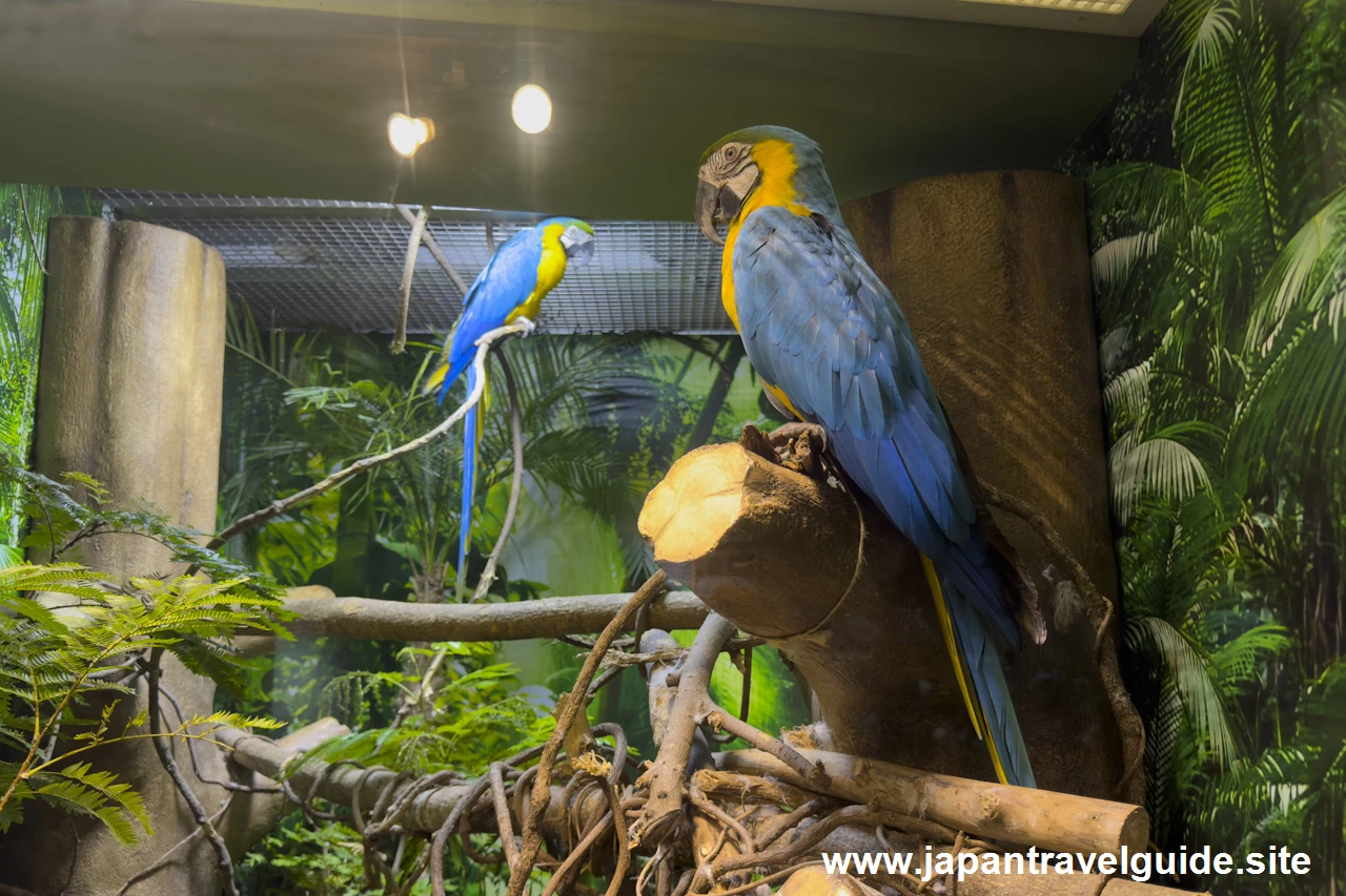 ルリコンゴウインコ：世界の河川エリア：アクア・トトぎふの見どころ(2)