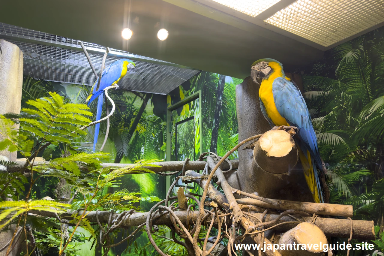 ルリコンゴウインコ：世界の河川エリア：アクア・トトぎふの見どころ(3)