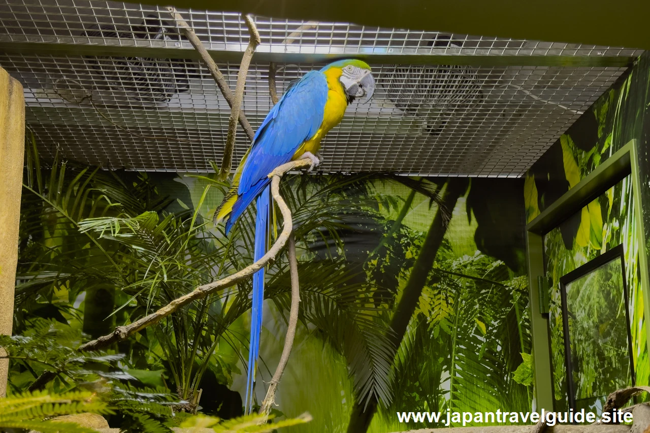 ルリコンゴウインコ：世界の河川エリア：アクア・トトぎふの見どころ(5)