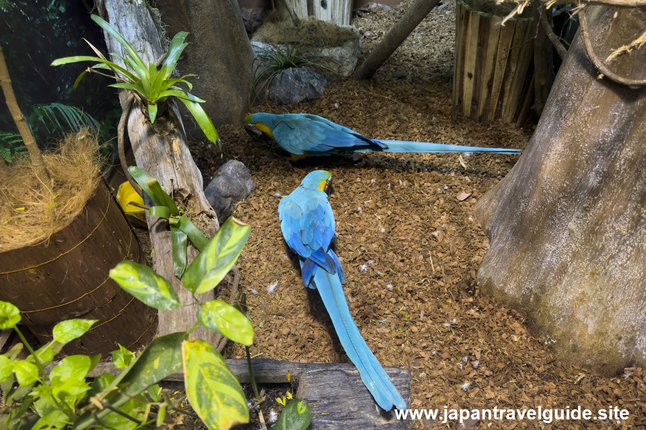 ルリコンゴウインコ：世界の河川エリア：アクア・トトぎふの見どころ(6)