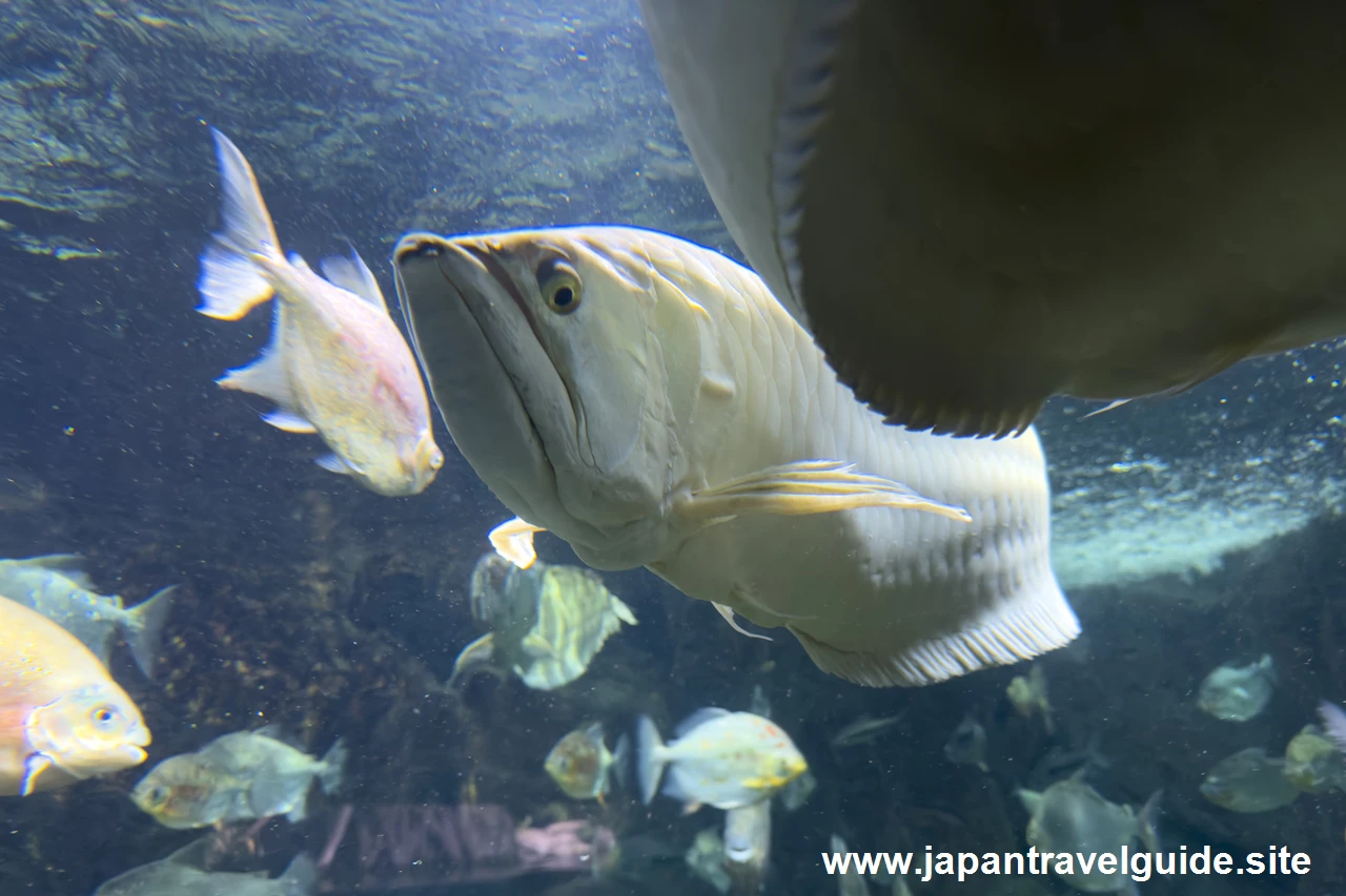 シルバーアロワナやオキシドラス：世界の河川エリア：アクア・トトぎふの見どころ(6)