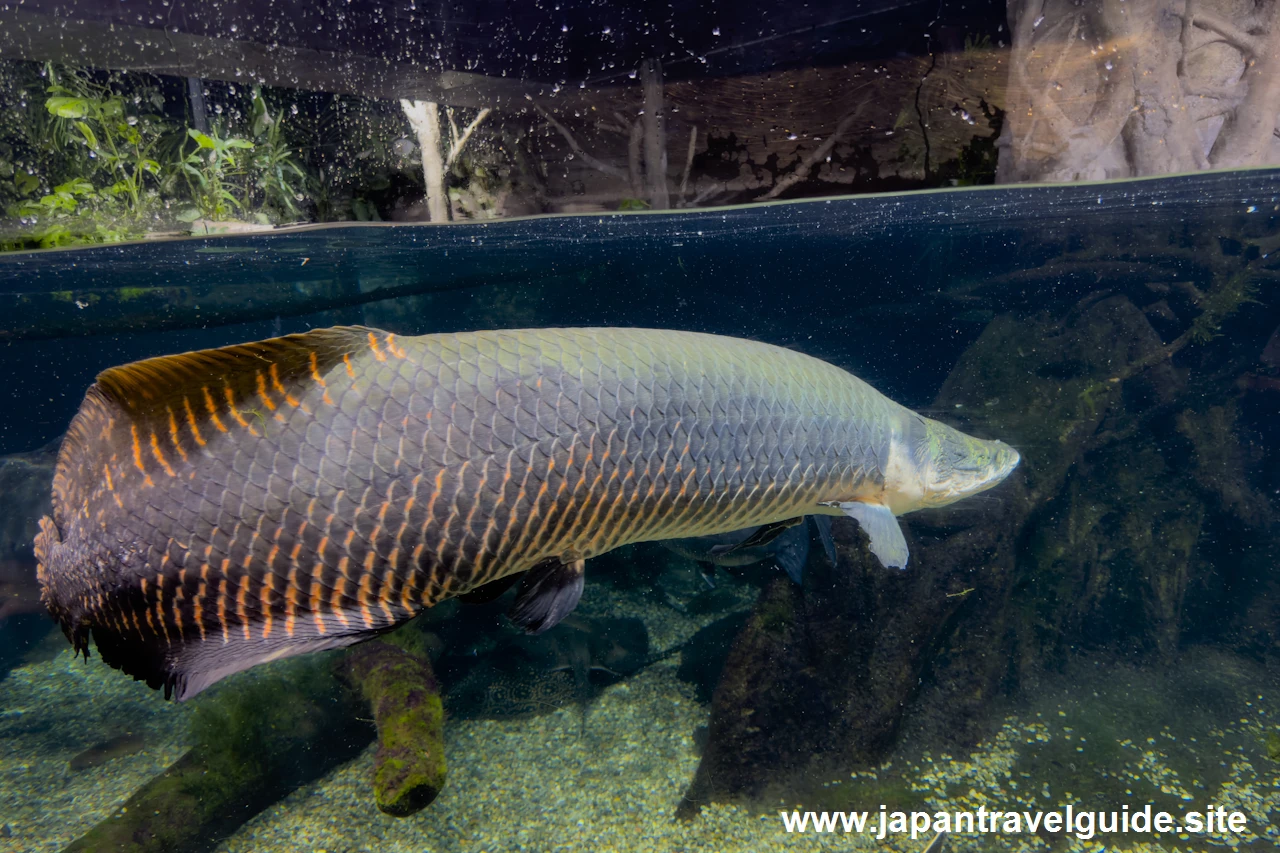 ピラルクー：世界の河川エリア：アクア・トトぎふの見どころ(5)