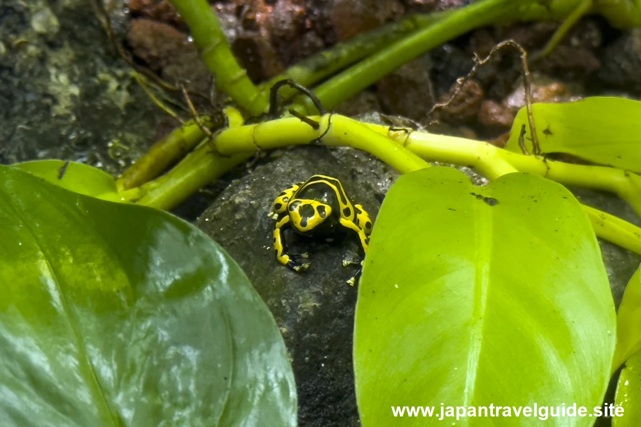 アイゾメヤドクガエルとキオビヤドクガエル：世界の河川エリア：アクア・トトぎふの見どころ(2)