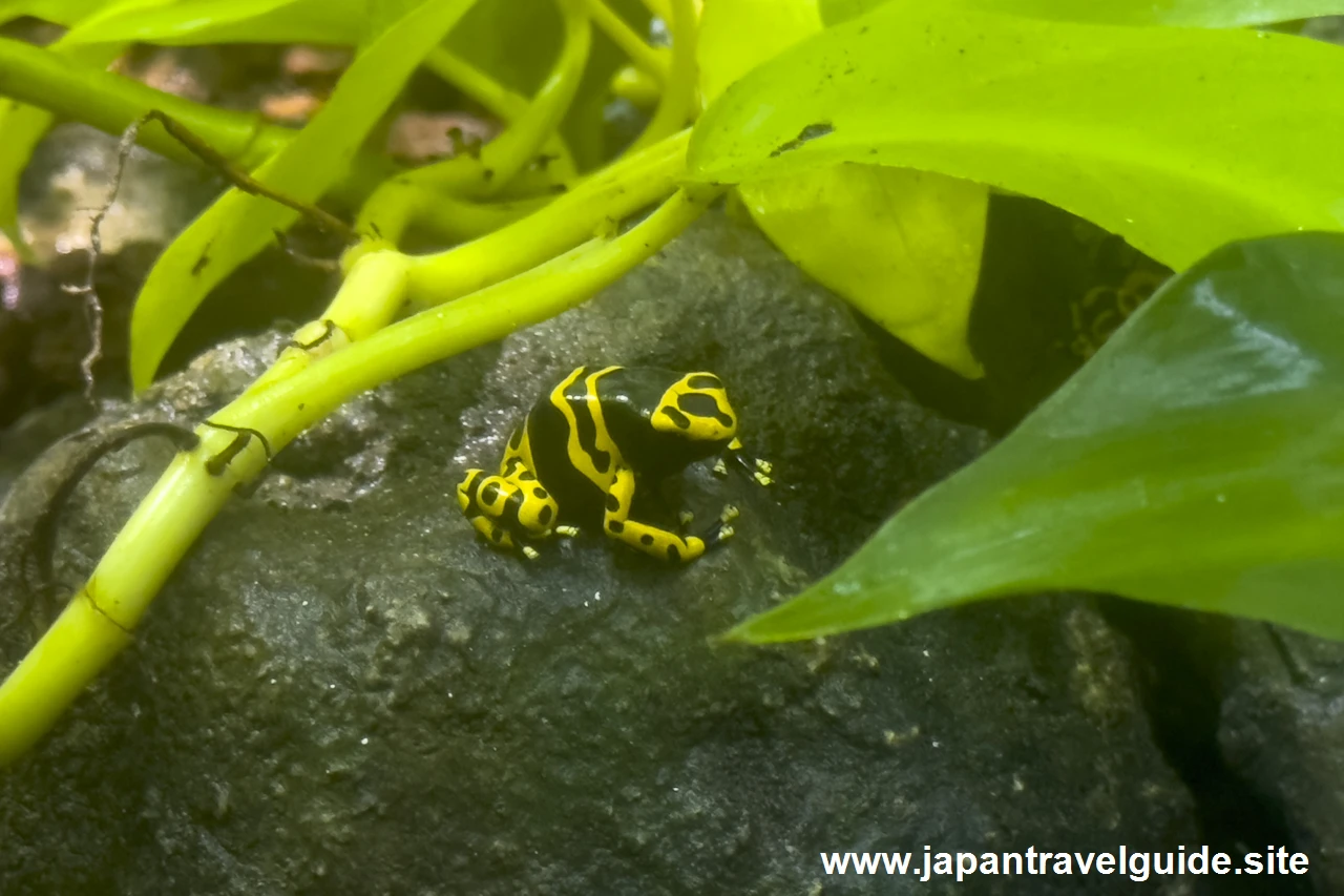 アイゾメヤドクガエルとキオビヤドクガエル：世界の河川エリア：アクア・トトぎふの見どころ(3)