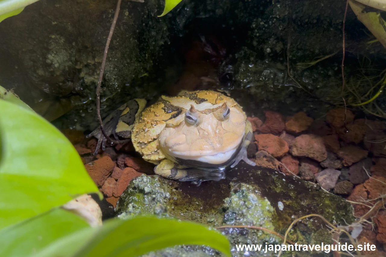 アマゾンツノガエル：世界の河川エリア：アクア・トトぎふの見どころ(2)