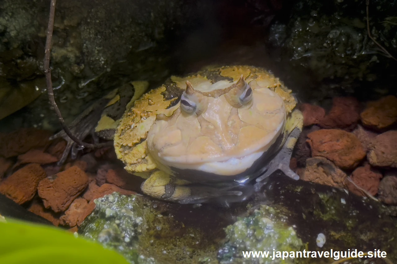 アマゾンツノガエル：世界の河川エリア：アクア・トトぎふの見どころ(3)