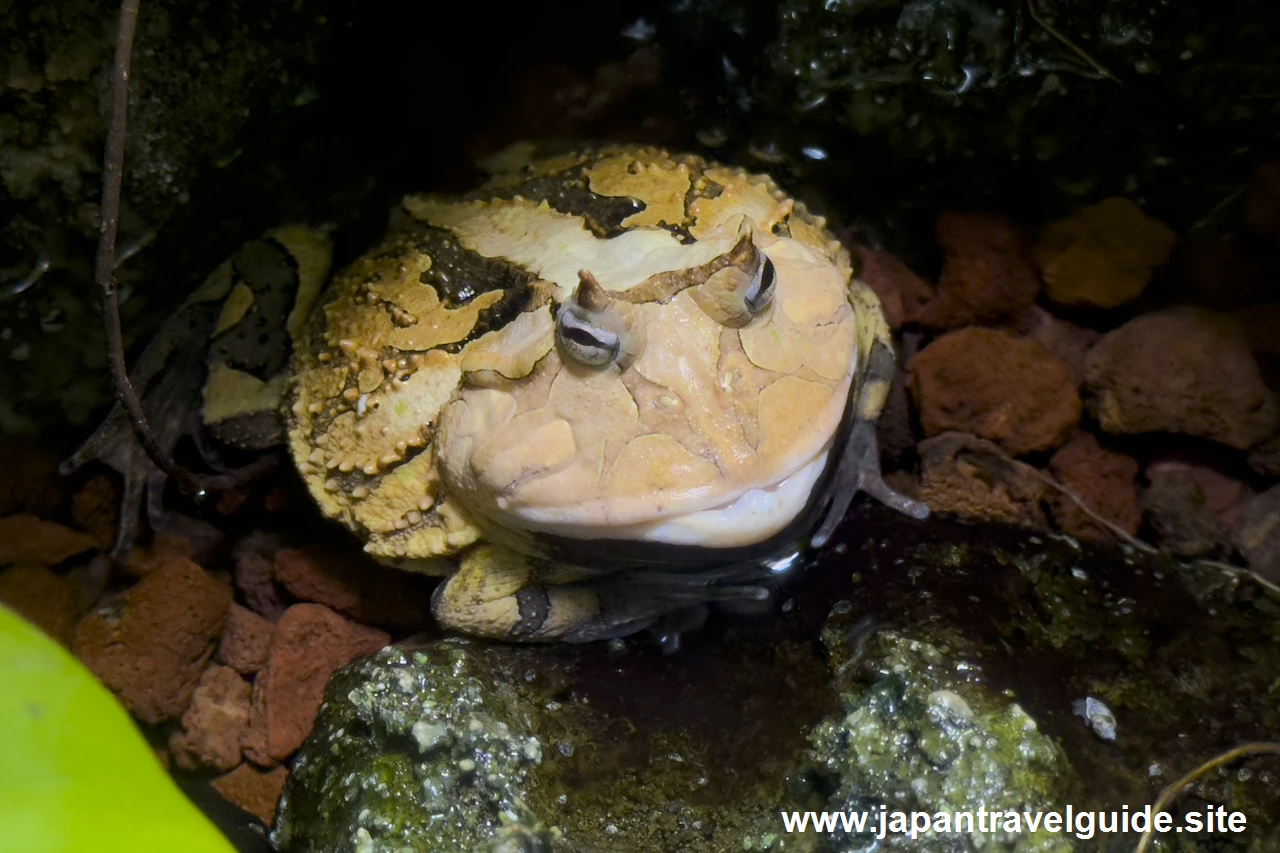 アマゾンツノガエル：世界の河川エリア：アクア・トトぎふの見どころ(4)