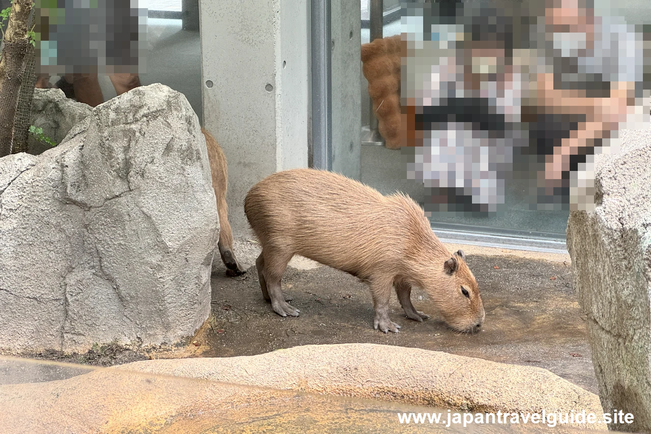 カピバラテラス：アクア・トトぎふの見どころ(3)