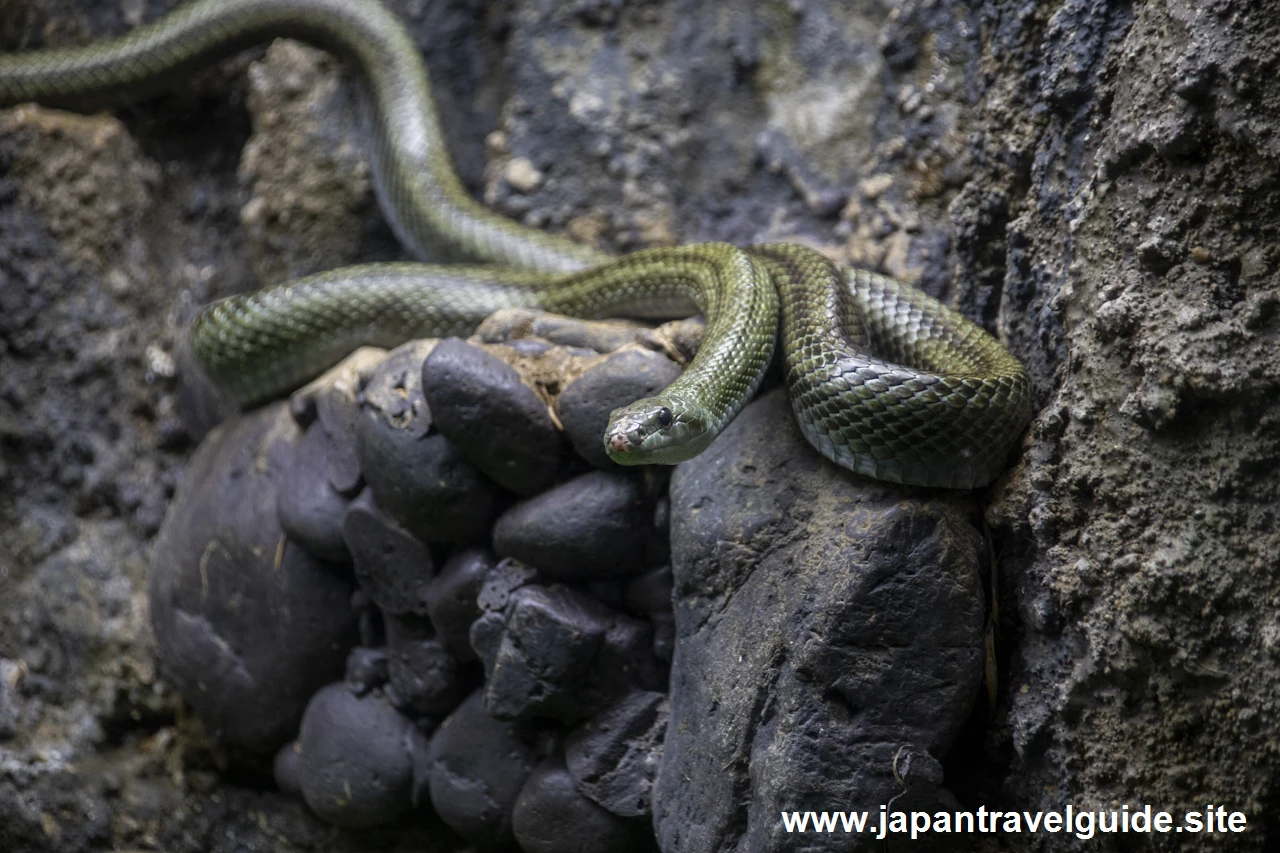 アオダイショウ：長良川上流エリア：アクア・トトぎふの見どころ(4)