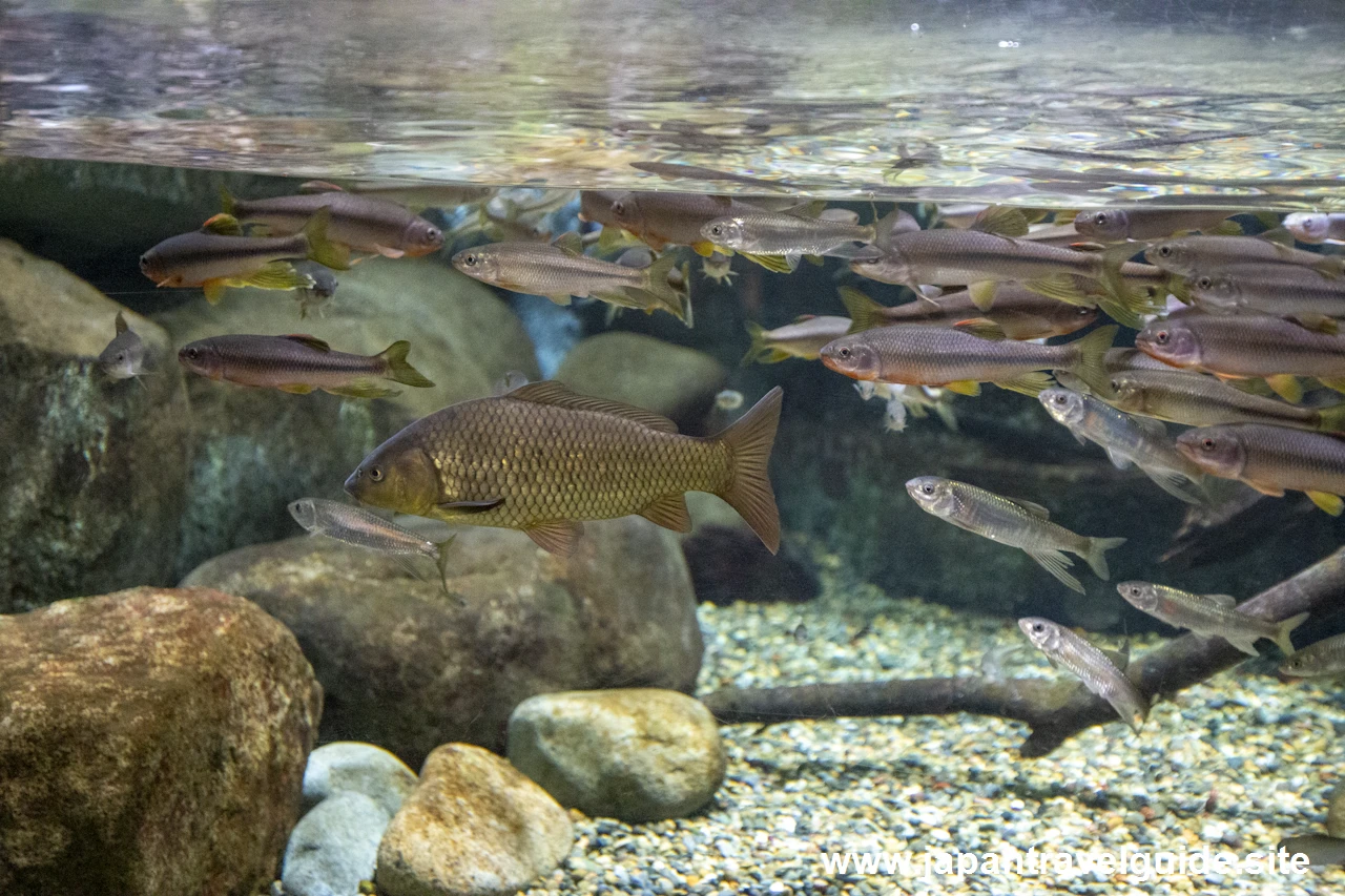 オイカワやカワムツ：長良川上流エリア：アクア・トトぎふの見どころ(3)