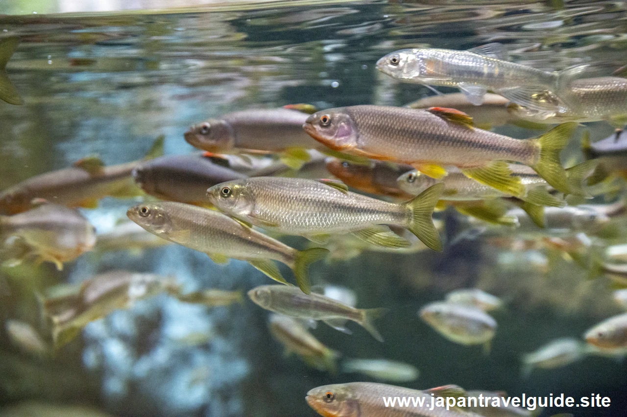 オイカワやカワムツ：長良川上流エリア：アクア・トトぎふの見どころ(4)