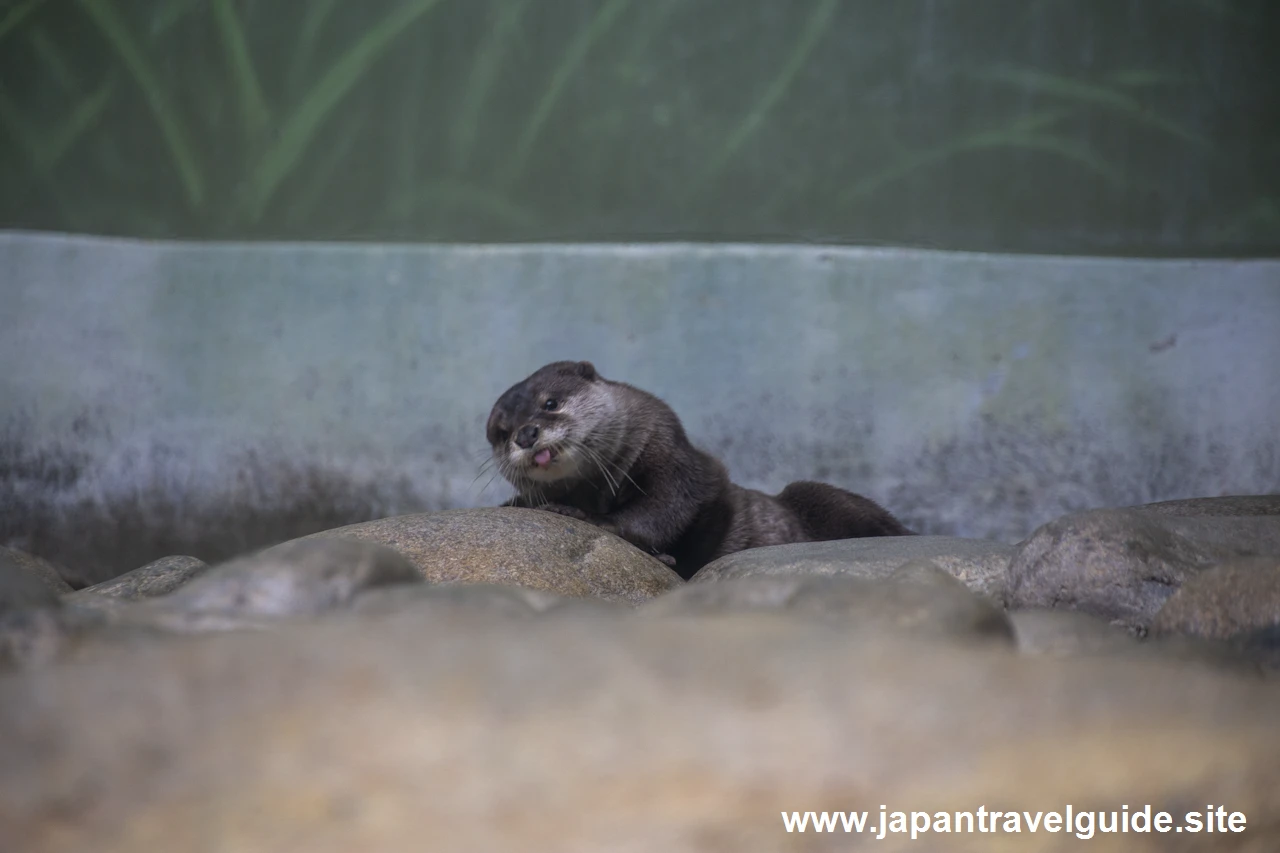 コツメカワウソ：長良川上流エリア：アクア・トトぎふの見どころ(3)