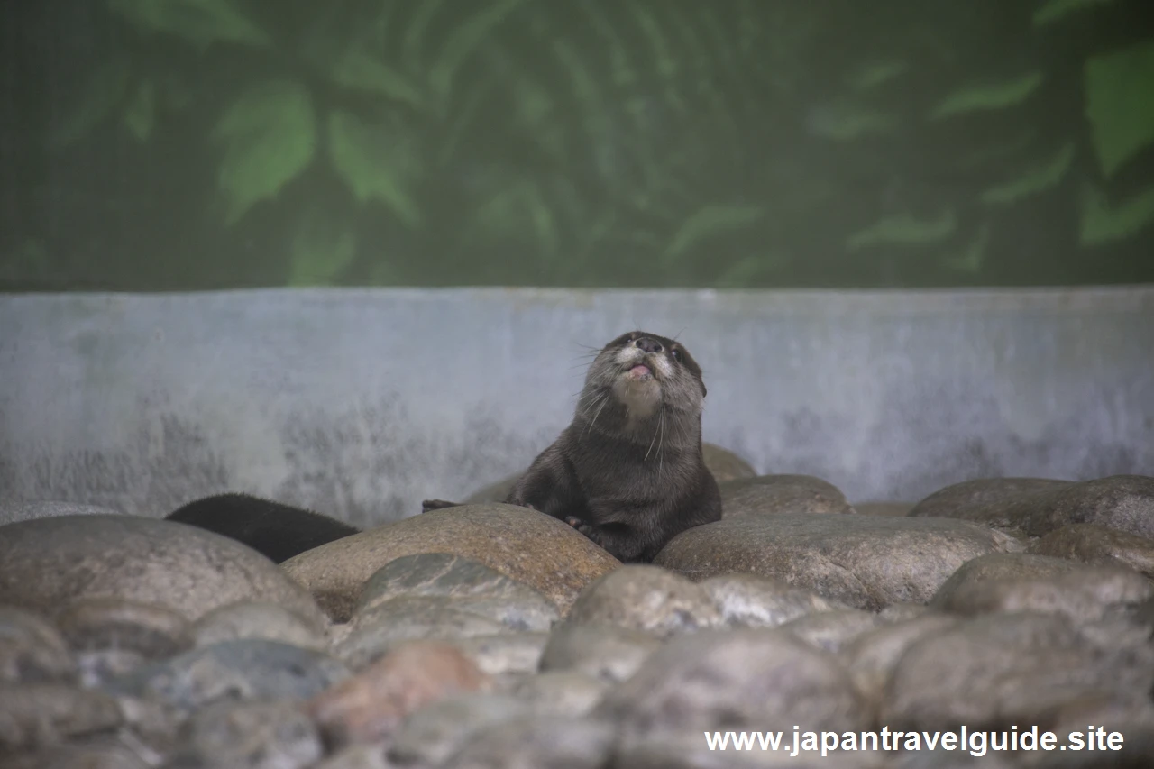 コツメカワウソ：長良川上流エリア：アクア・トトぎふの見どころ(4)