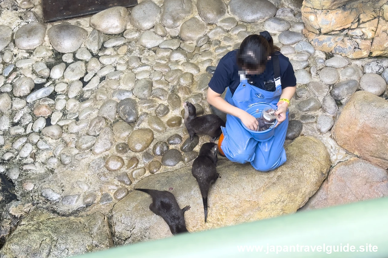 コツメカワウソのフィーディングタイム：長良川源流エリア：アクア・トトぎふの見どころ(9)